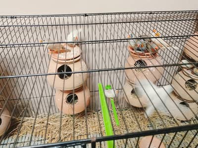 birds for sell