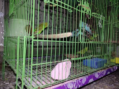 Australian parrot for sale 6-8 months