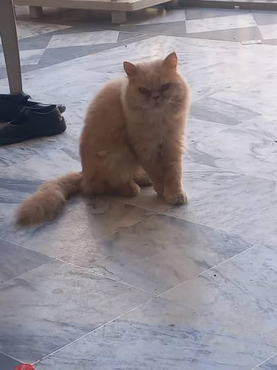 urgent sale both active