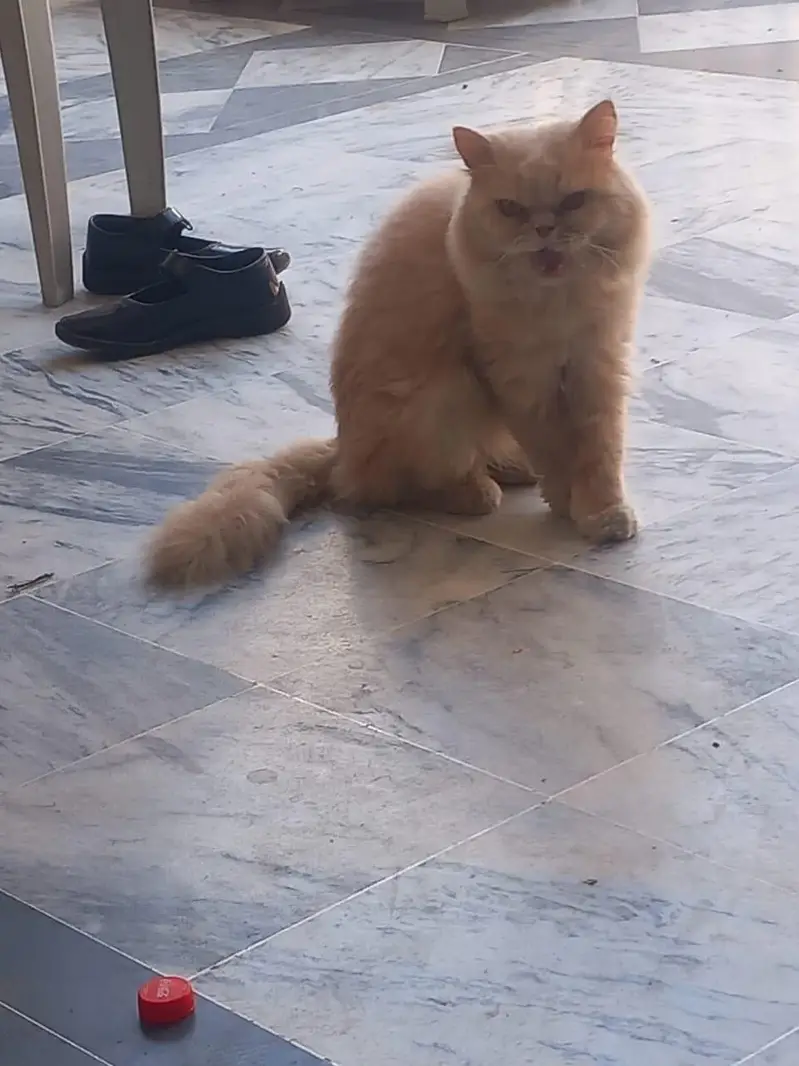 urgent sale both active — photo 2