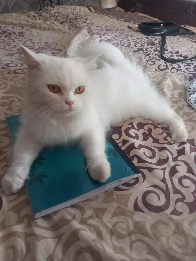 urgent sale both active — photo 3