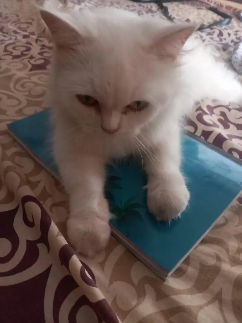 urgent sale both active — photo 4