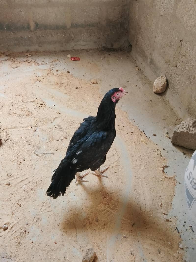 Aseel Hen 7
