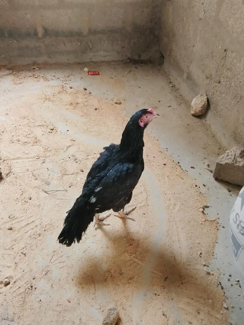 Aseel Hen — photo 8