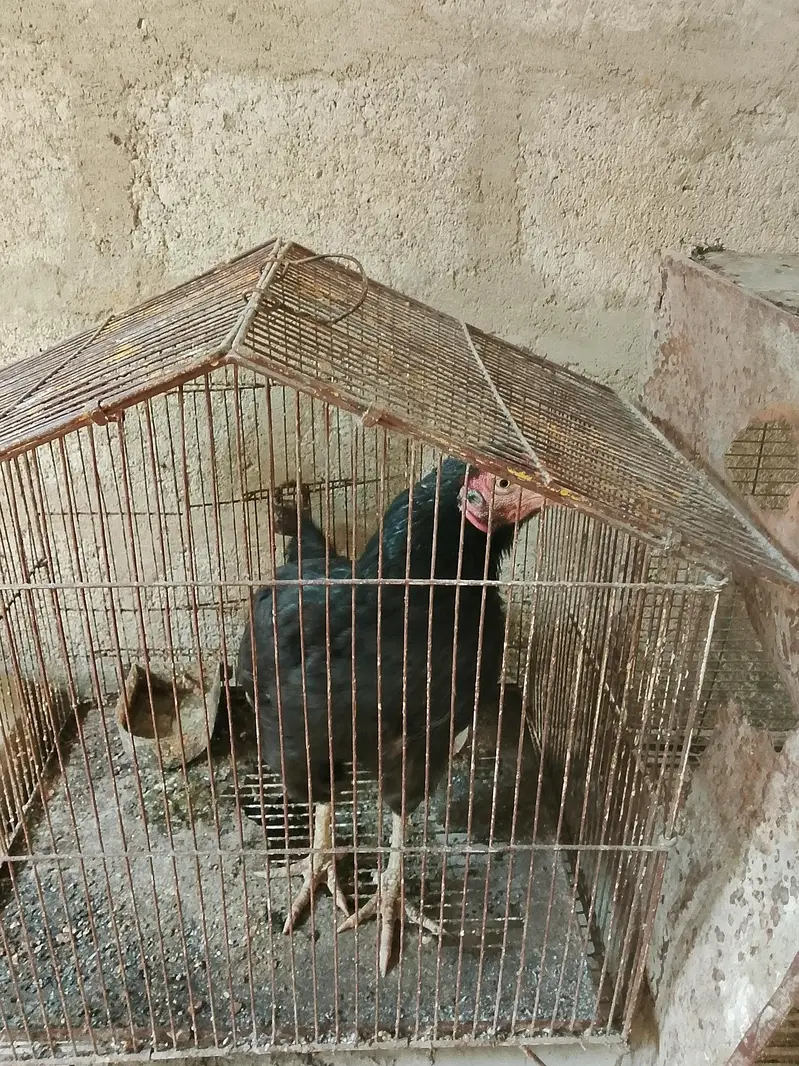 Aseel Hen — photo 9