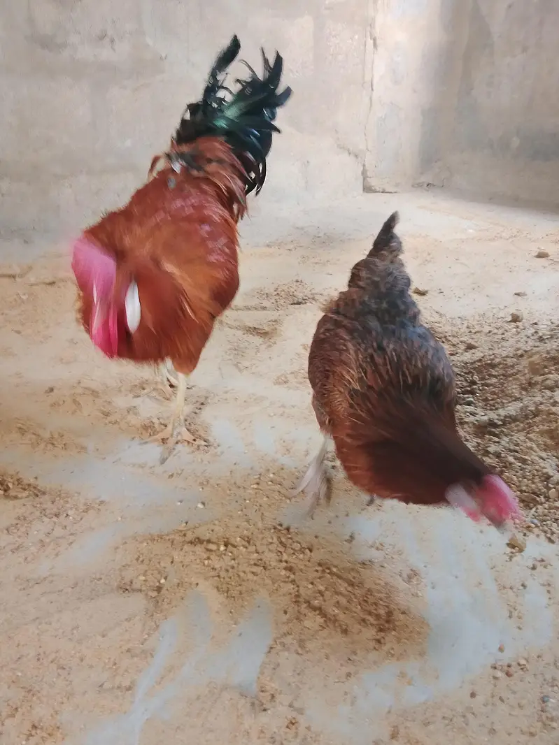 Aseel Hen — photo 10