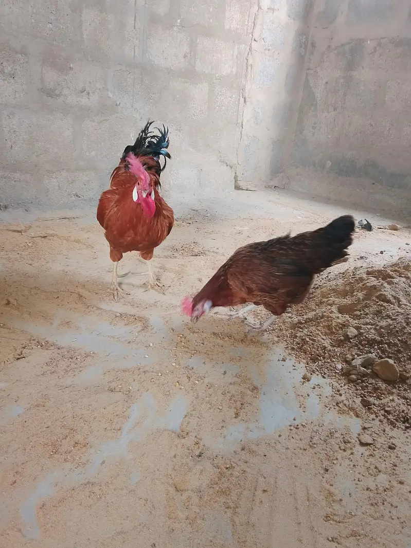Aseel Hen — photo 12