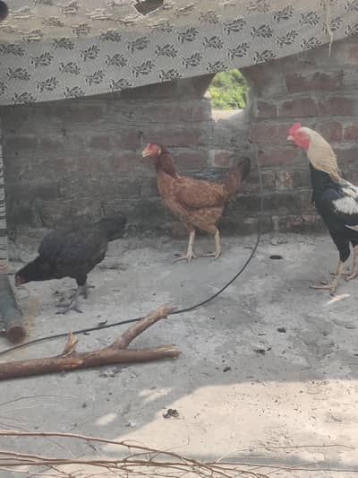1 murqa 2 murgi
