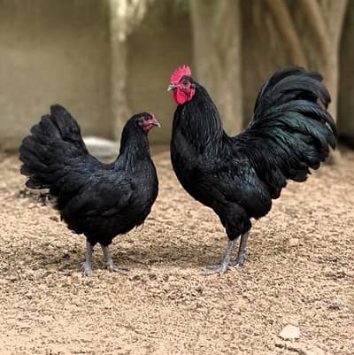 Black Australorp Fancy Hens For sale