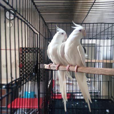 Cockatiel Eno Red Eyes for Sale