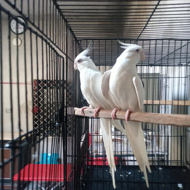 Cockatiel Eno Red Eyes for Sale — photo 2