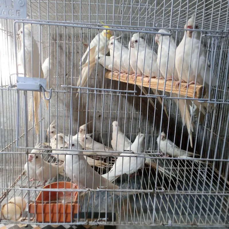 Cockatiel Eno Red Eyes for Sale — photo 3