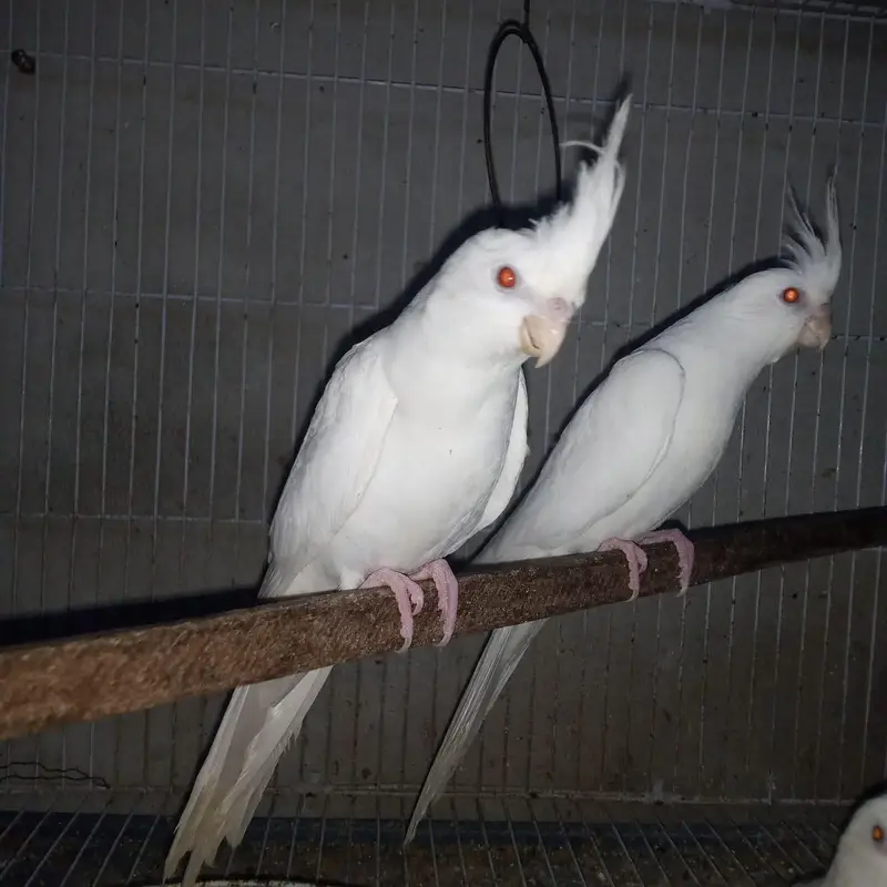 Cockatiel Eno Red Eyes for Sale — photo 4