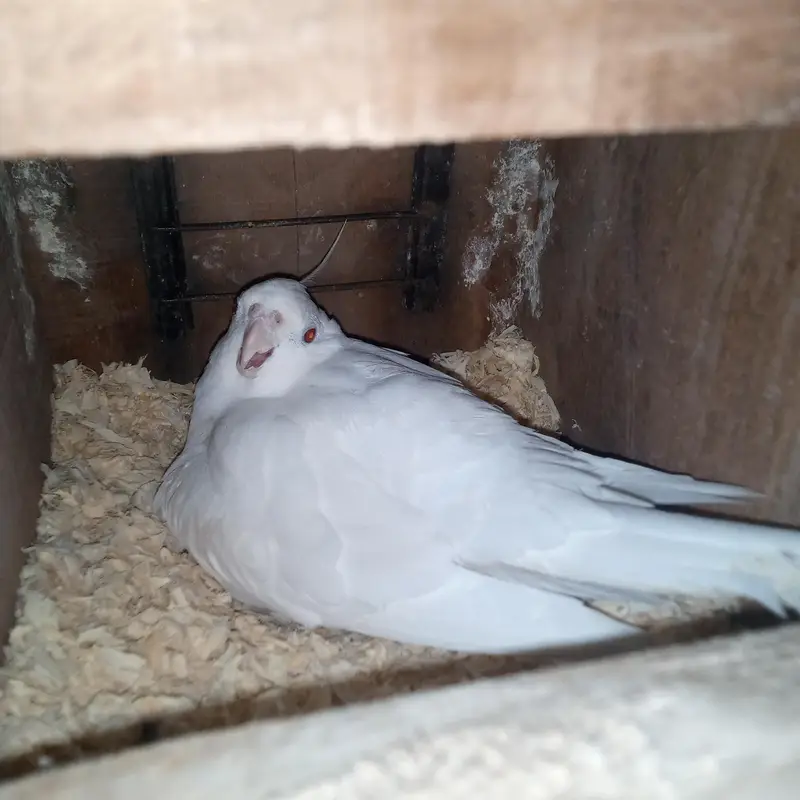Cockatiel Eno Red Eyes for Sale — photo 5