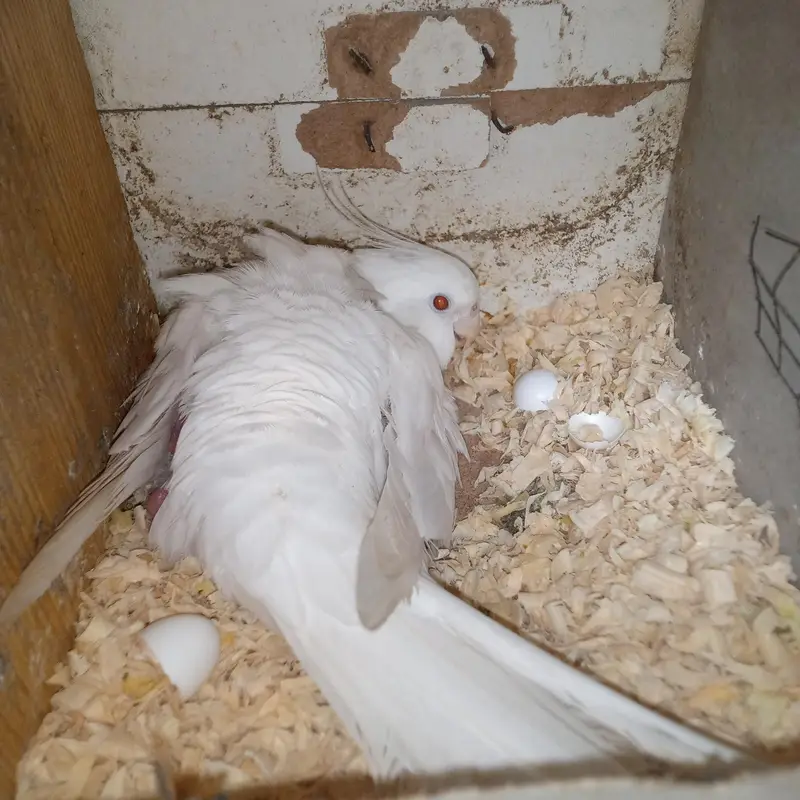 Cockatiel Eno Red Eyes for Sale — photo 6