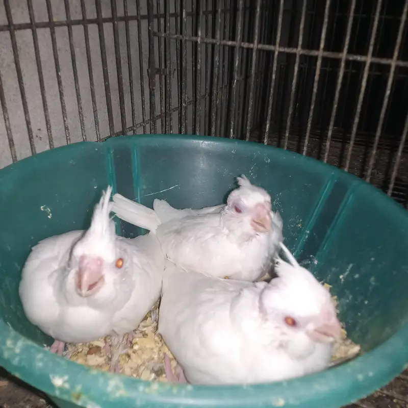 Cockatiel Eno Red Eyes for Sale — photo 7
