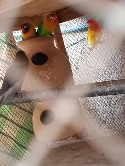 lovebirds & aseel murga murgi