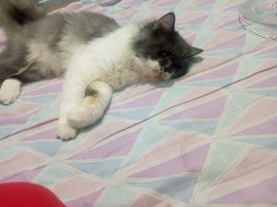 Adult Persian Male Cat for sale