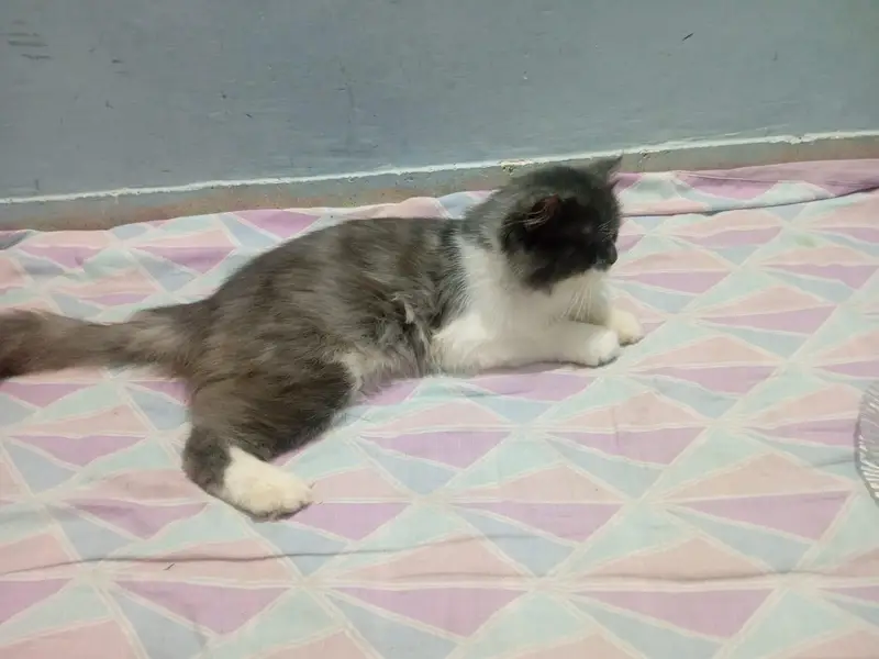 Adult Persian Male Cat for sale — photo 2