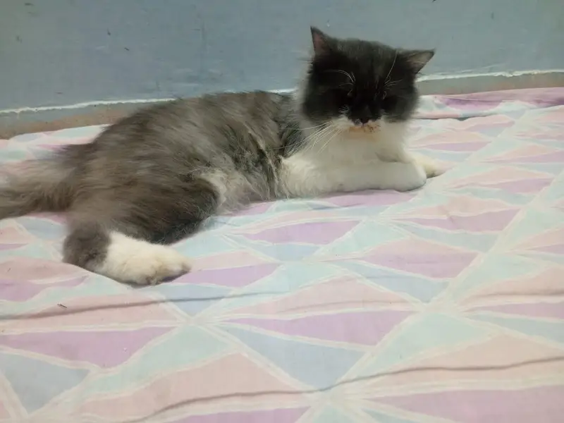 Adult Persian Male Cat for sale — photo 3