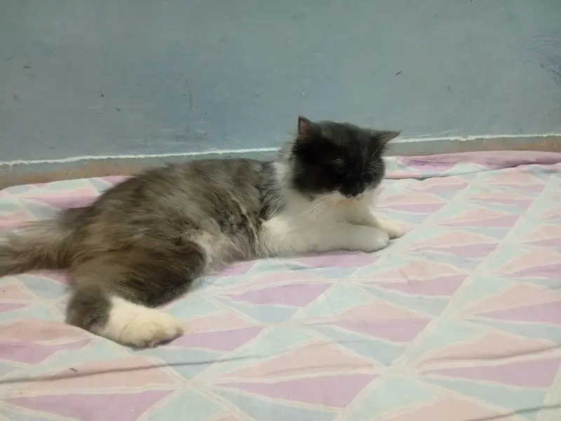 Adult Persian Male Cat for sale — photo 4