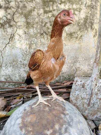 High quality Aseel Hen