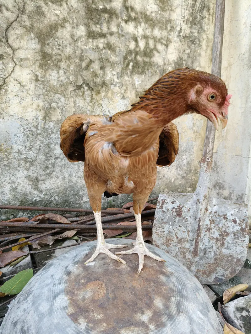 High quality Aseel Hen — photo 2