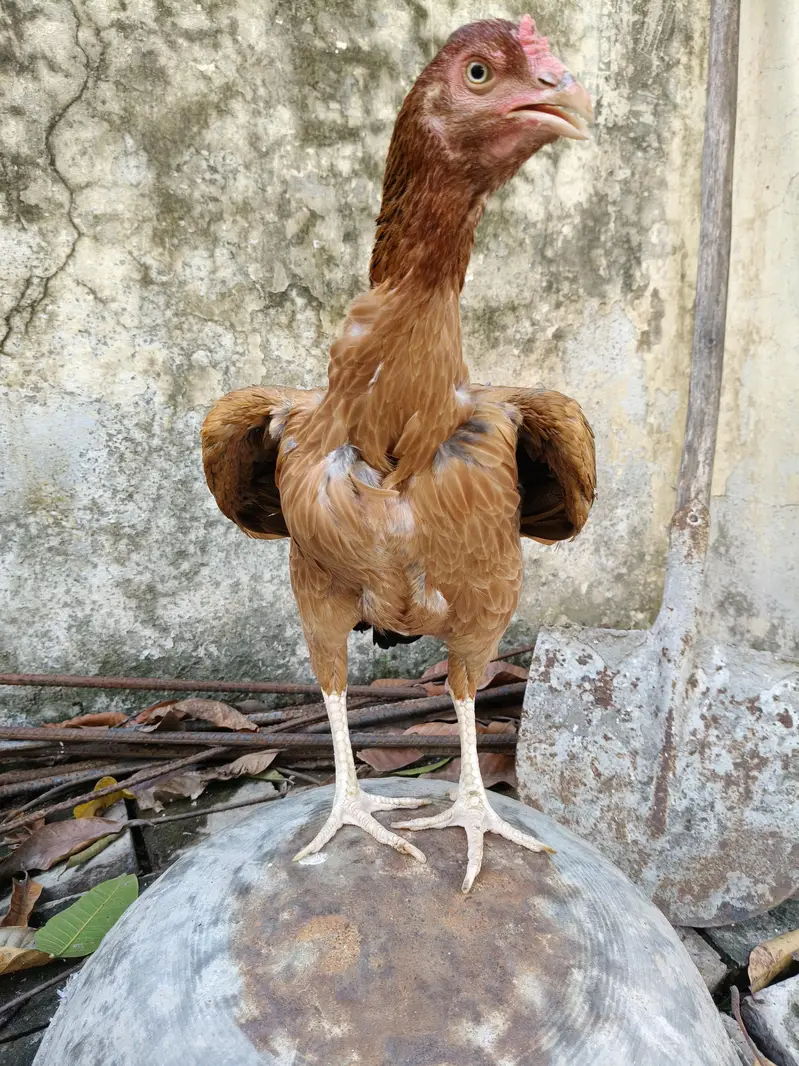 High quality Aseel Hen — photo 3