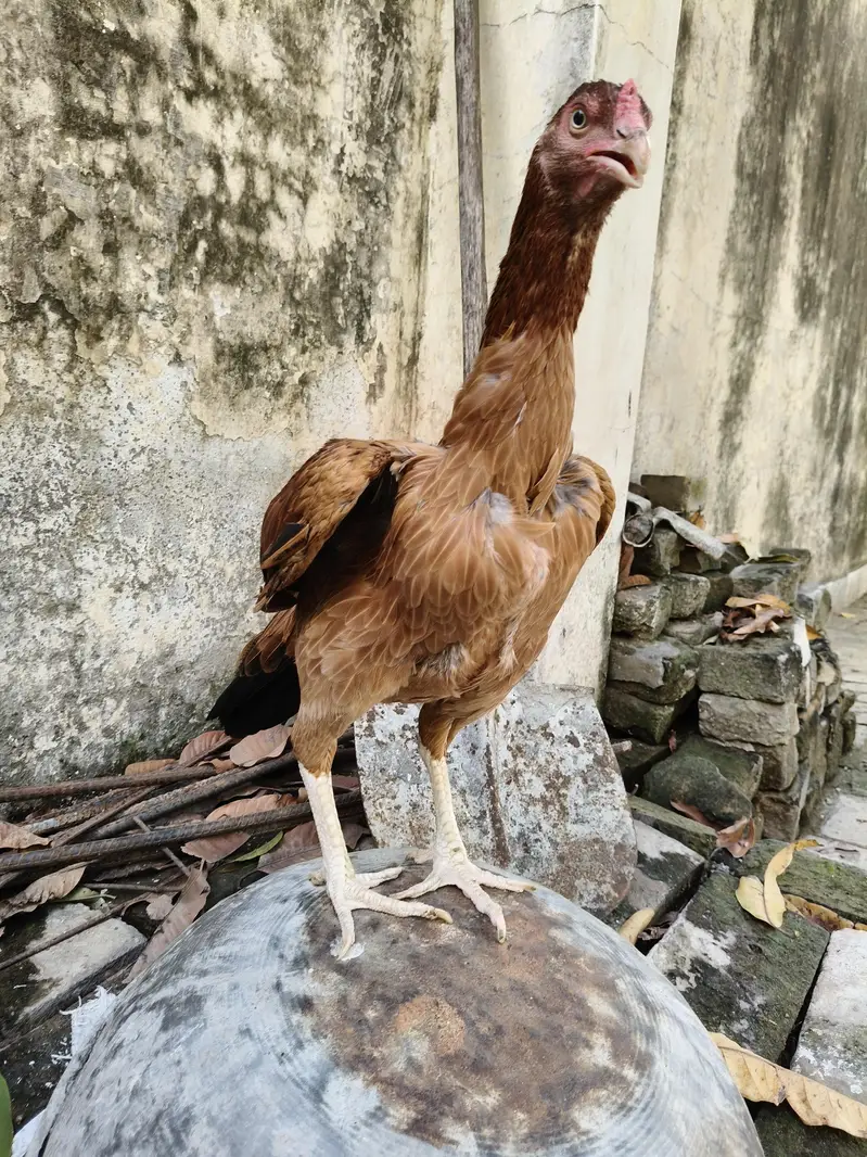 High quality Aseel Hen — photo 4