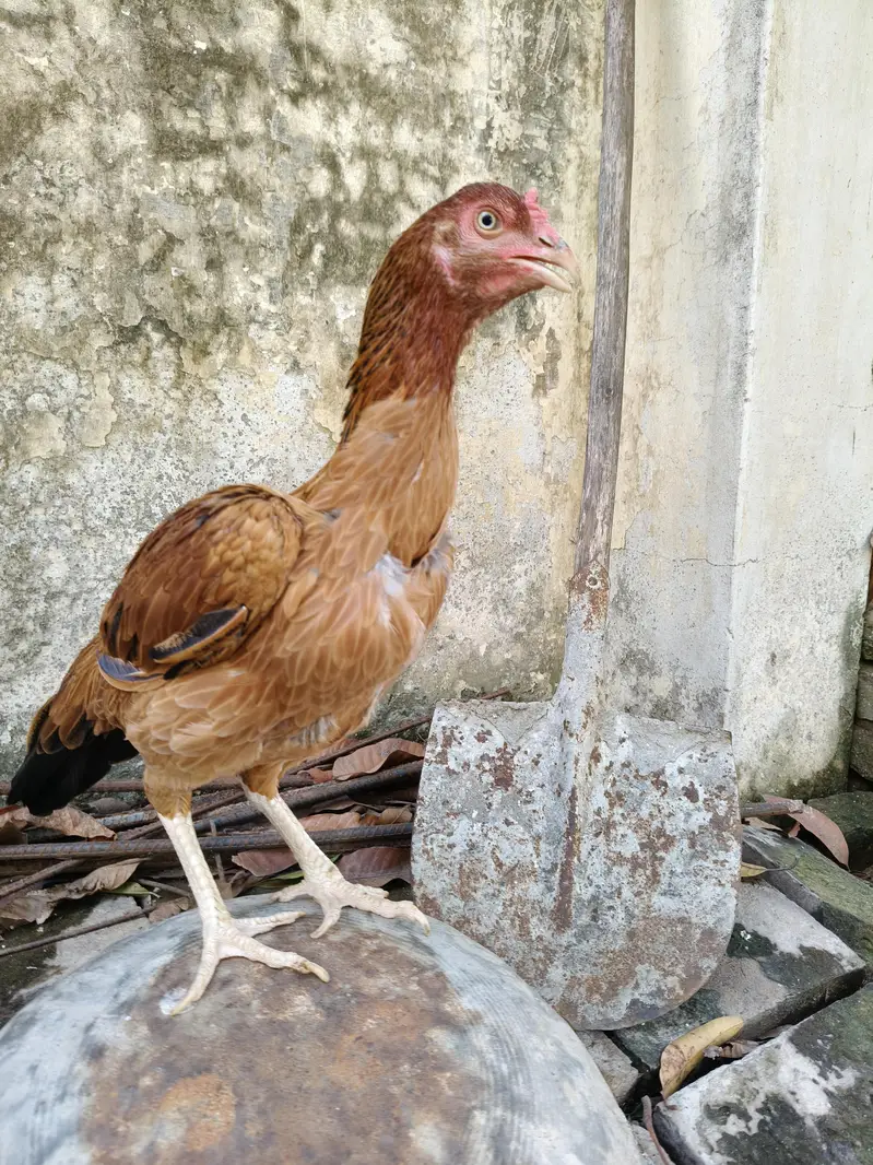 High quality Aseel Hen — photo 5