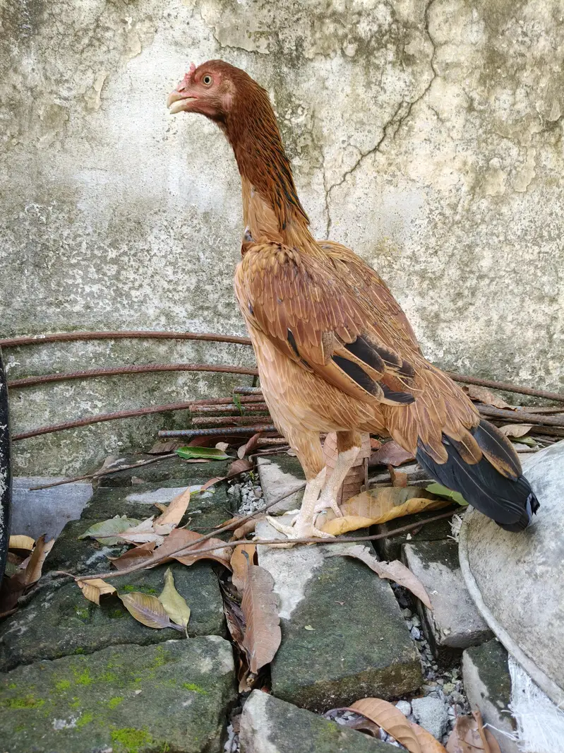 High quality Aseel Hen — photo 6