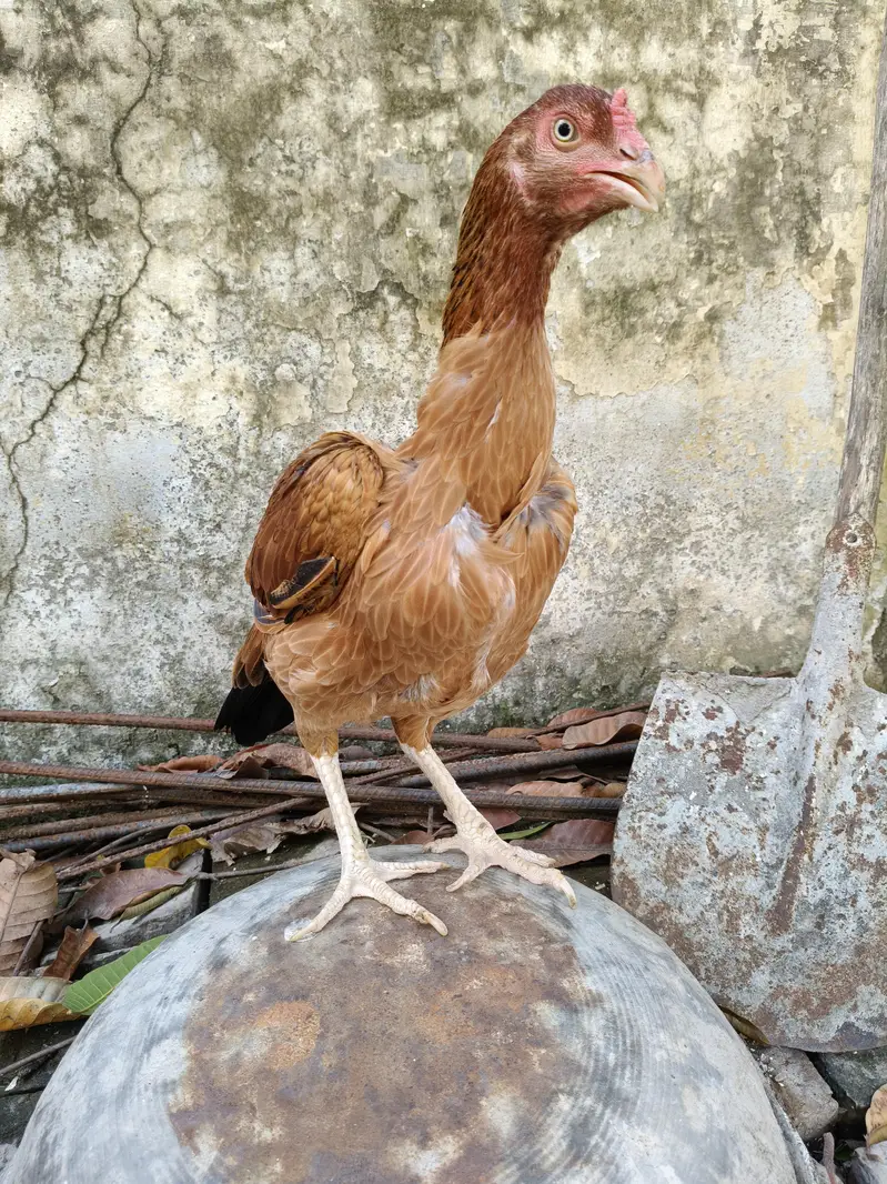 High quality Aseel Hen — photo 7