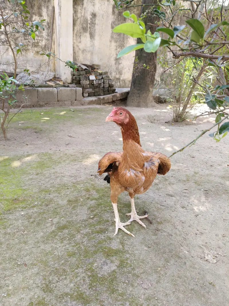 High quality Aseel Hen — photo 8