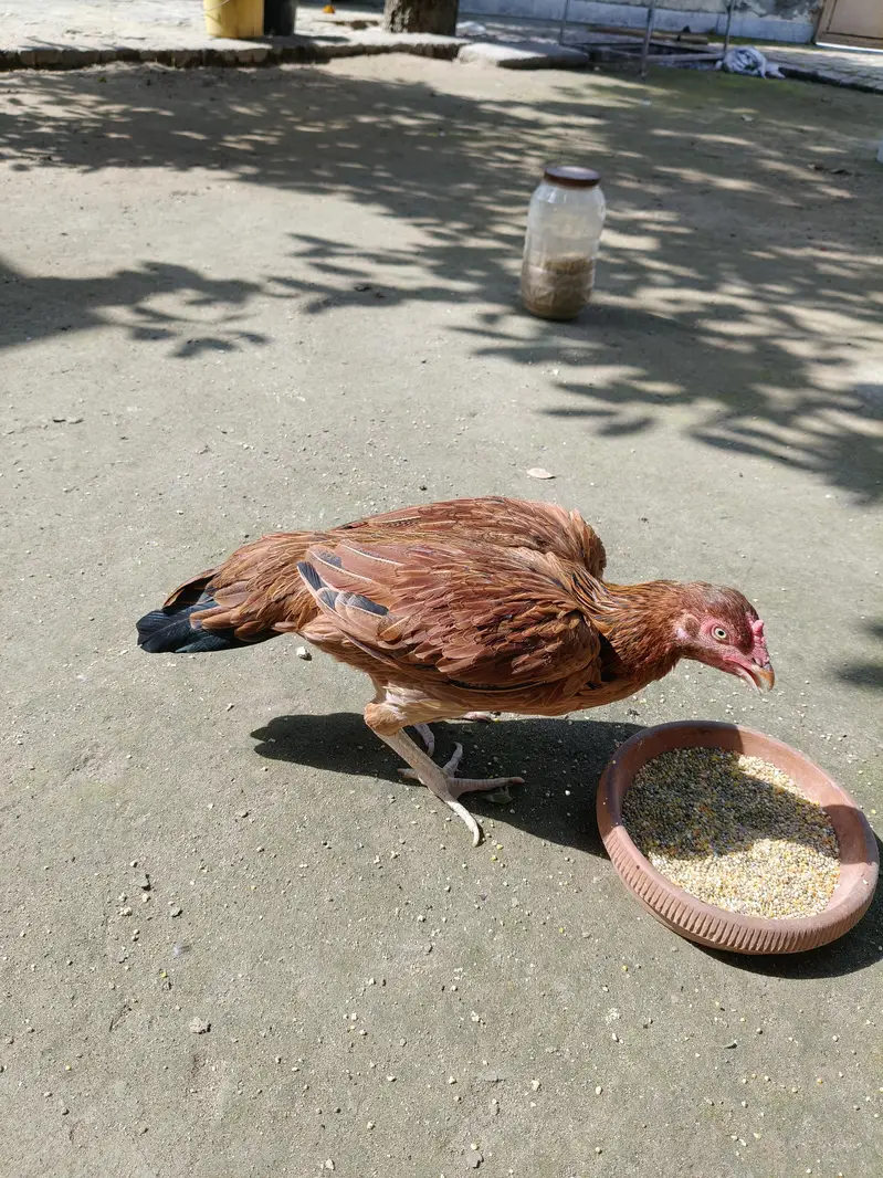 High quality Aseel Hen — photo 9