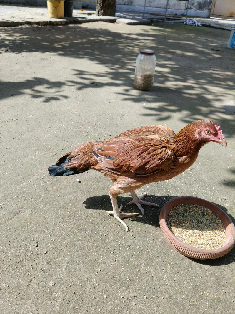 High quality Aseel Hen — photo 10