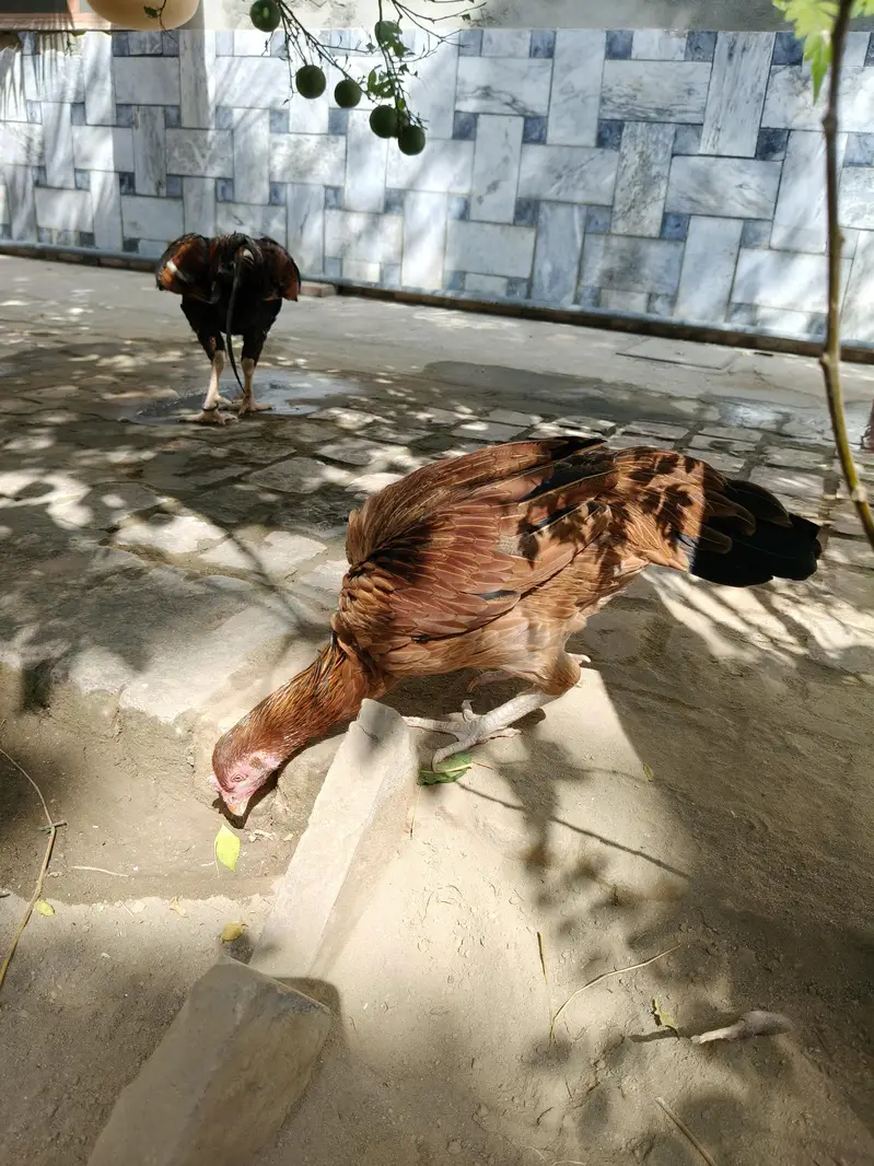 High quality Aseel Hen — photo 11