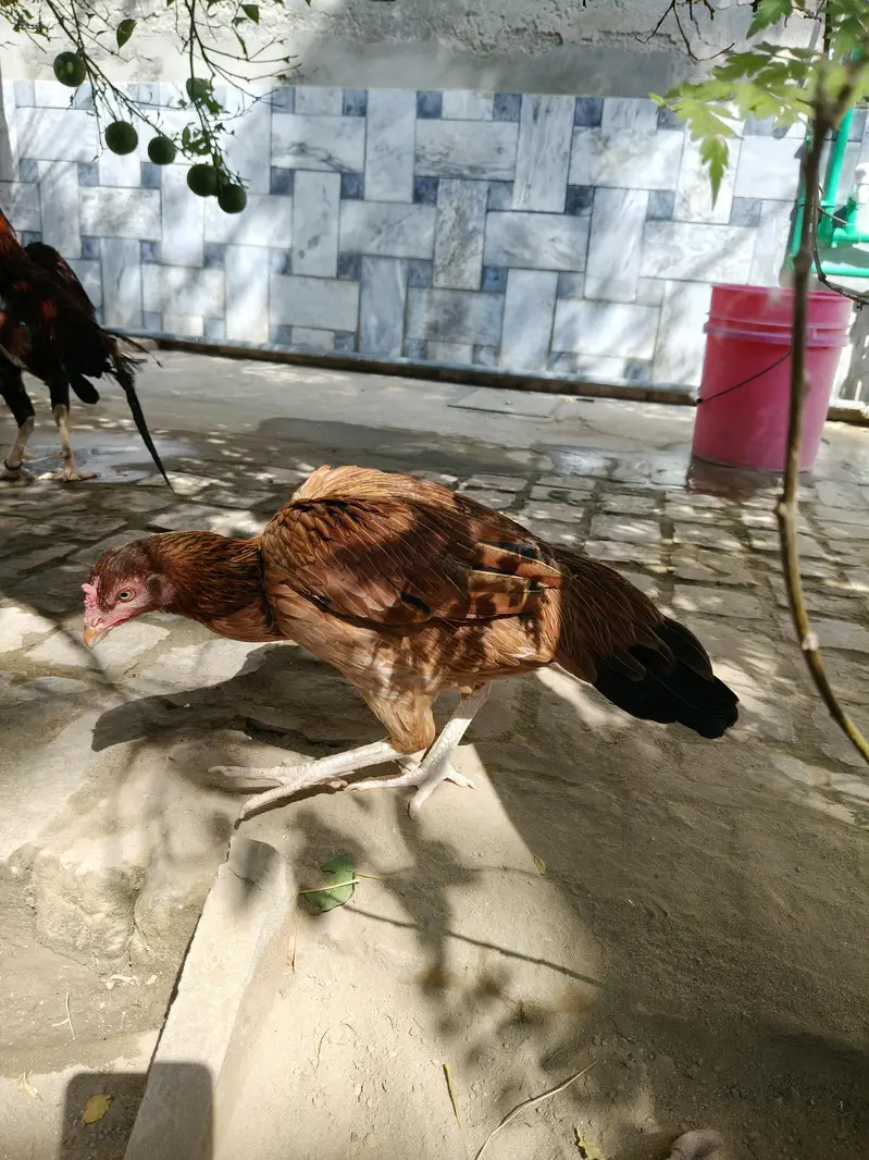 High quality Aseel Hen — photo 12