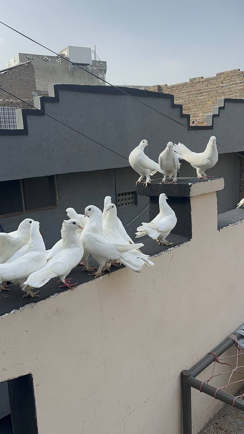 Breeder pairs 1