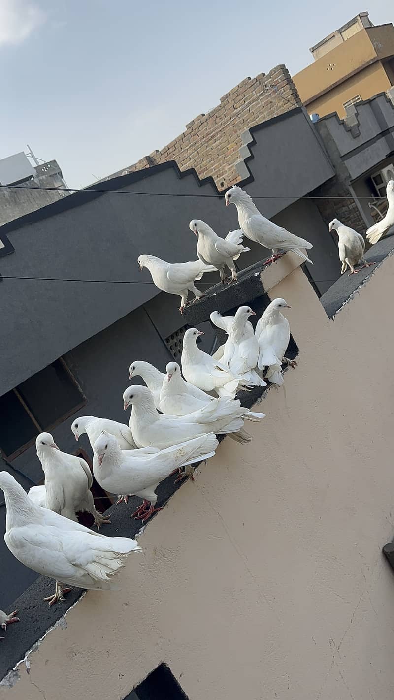 Breeder pairs 4
