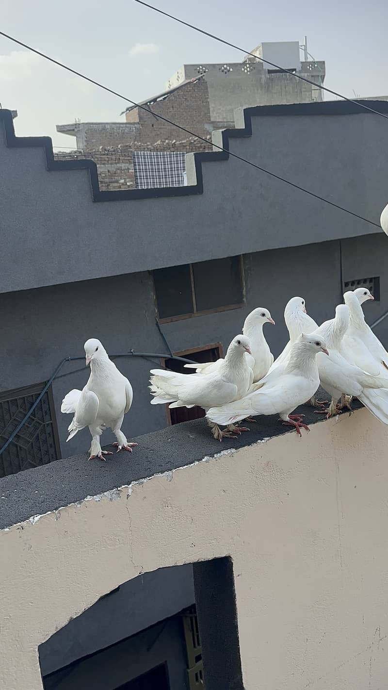 Breeder pairs 6