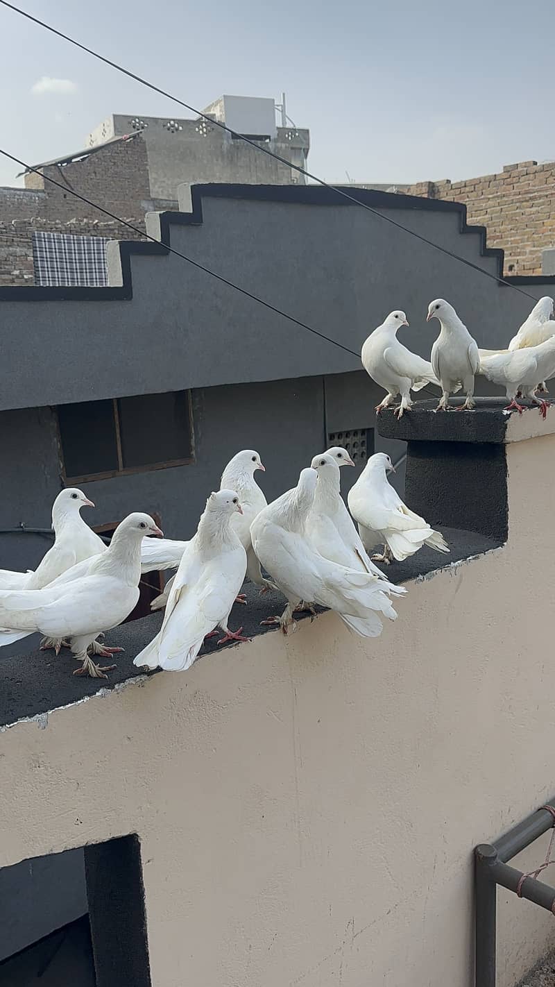 Breeder pairs 8