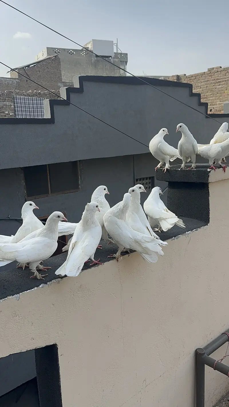 Breeder pairs — photo 9