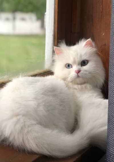 white triple fur Persian cat
