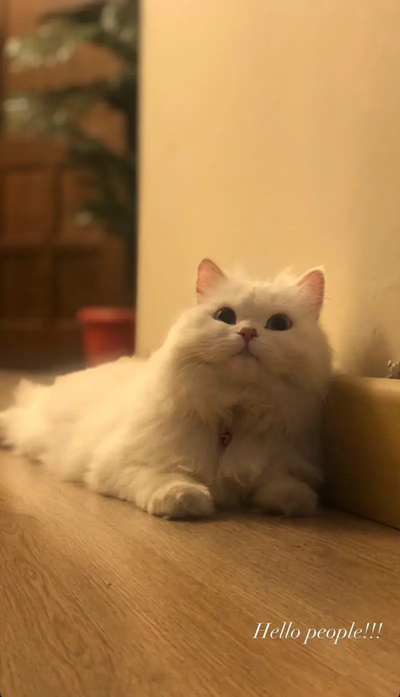 white triple fur Persian cat — photo 2