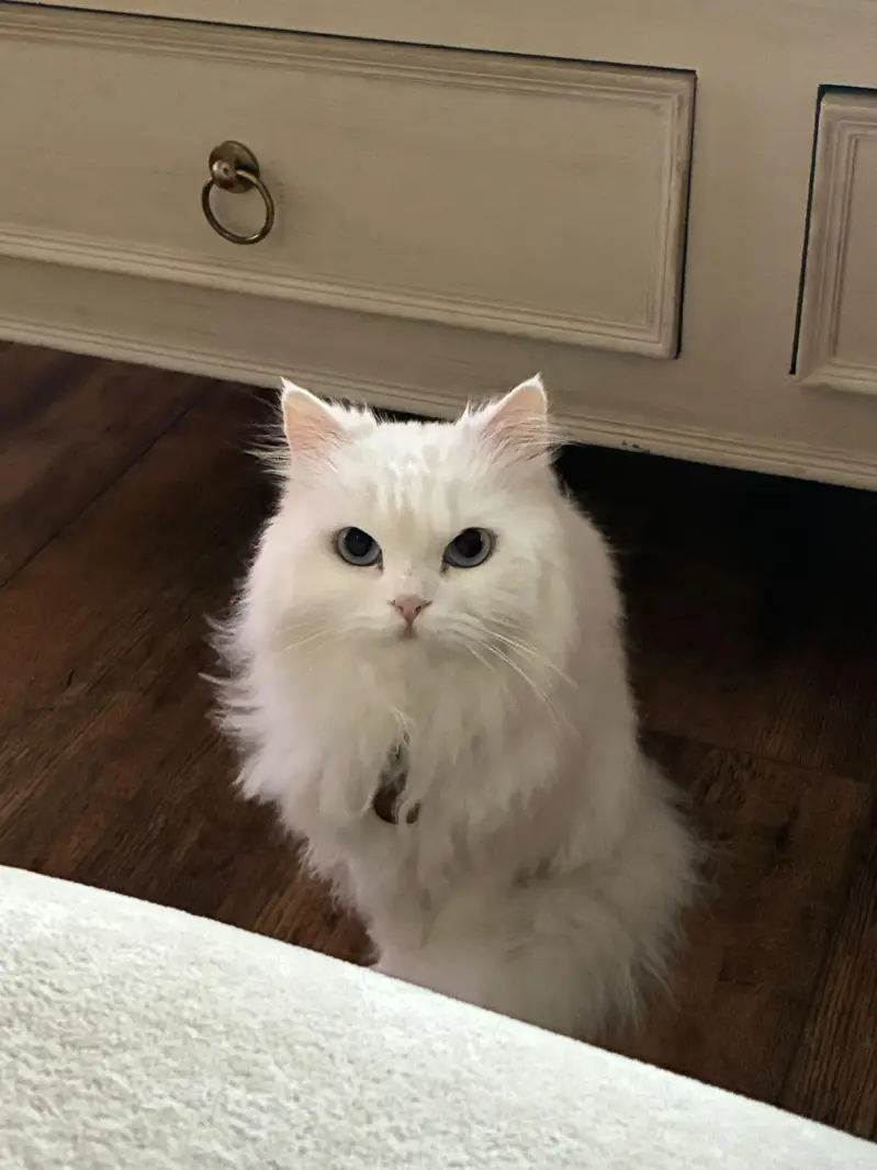 white triple fur Persian cat — photo 3