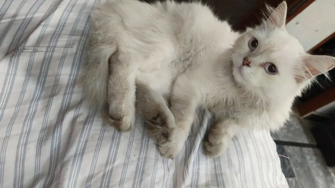 Breeder male cat  : 50k   Female cat :  25k — photo 2