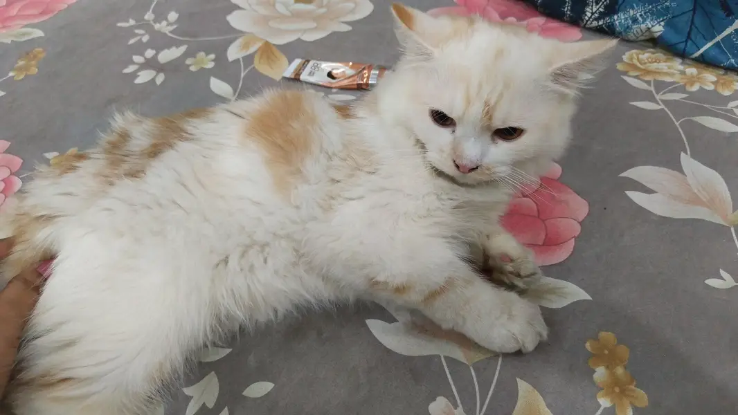 Breeder male cat  : 50k   Female cat :  25k — photo 3