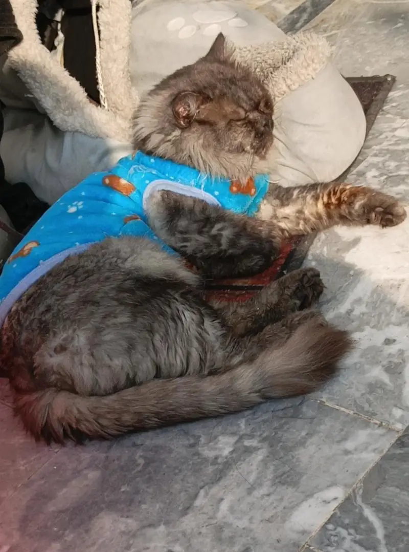 Breeder male cat  : 50k   Female cat :  25k — photo 5