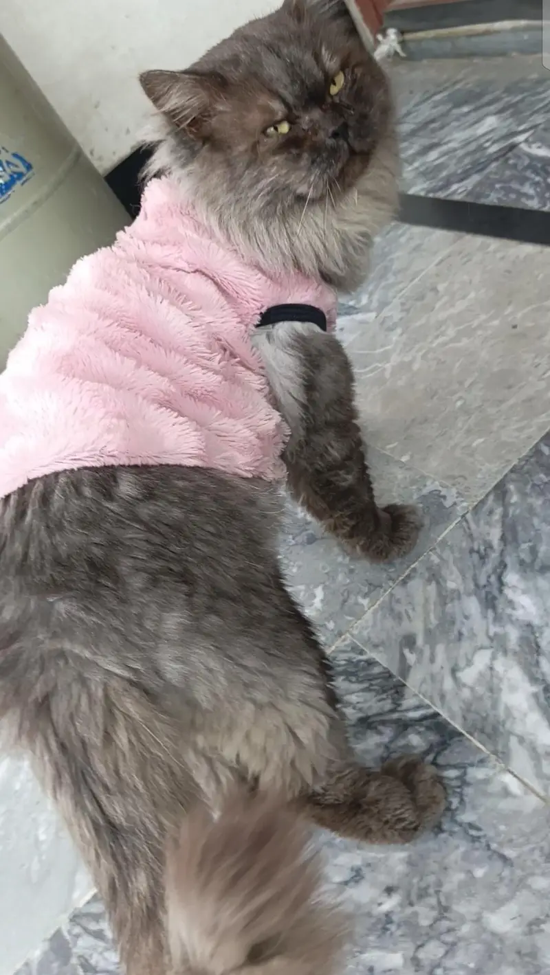 Breeder male cat  : 50k   Female cat :  25k — photo 6