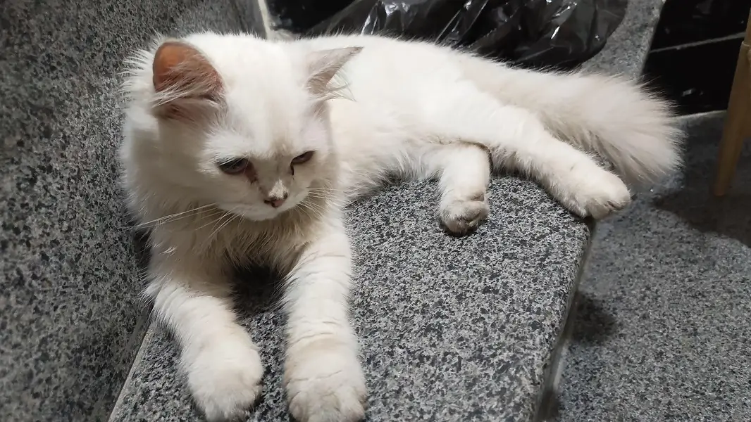 Breeder male cat  : 50k   Female cat :  25k — photo 7